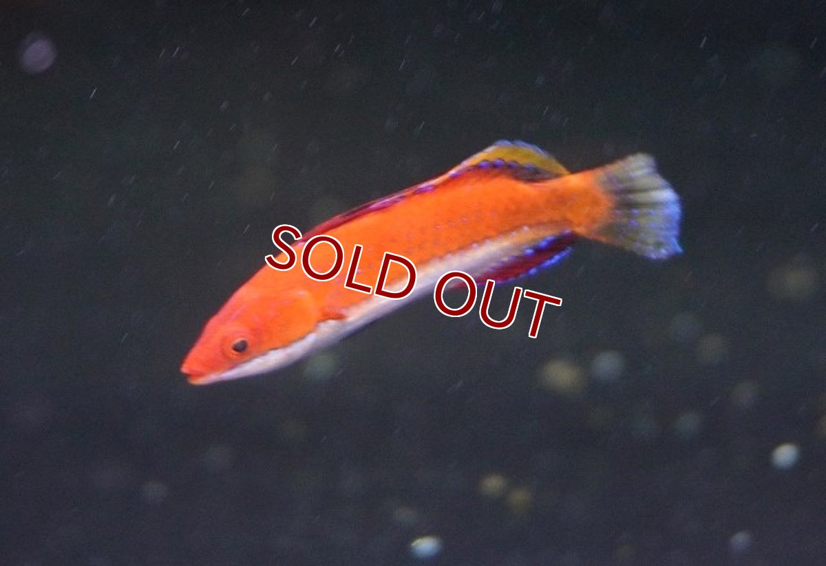 画像2: 【海水魚】ソーシャルフェアリーラス(1匹)±4-5cm(サンプル画像）（生体）(海水魚)（サンゴ） (2)