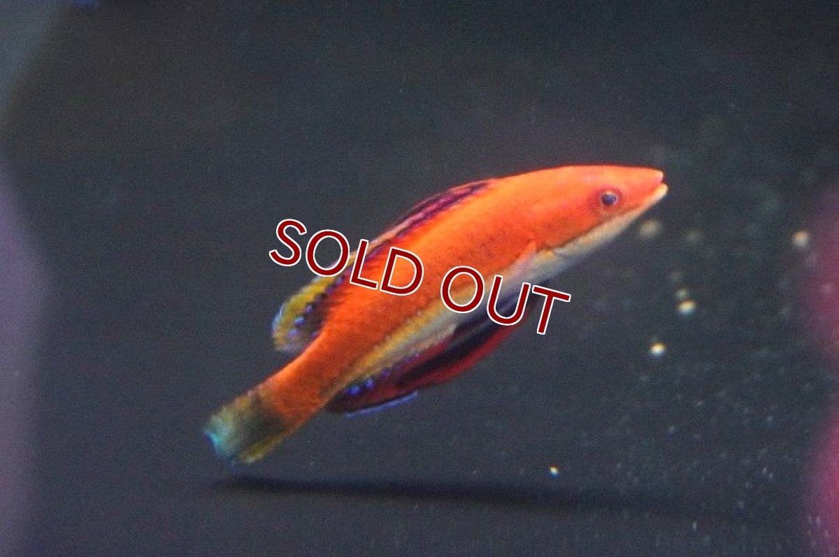 画像3: 【海水魚】ソーシャルフェアリーラス(1匹)±4-5cm(サンプル画像）（生体）(海水魚)（サンゴ） (3)