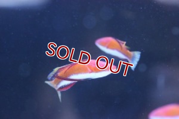 海水魚 ソーシャルフェアリーラス 3匹 4 5cm 生体 海水魚 サンゴ ペットバルーン ネットショップ