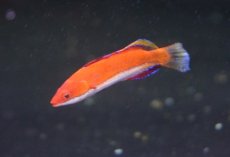 画像2: 【海水魚】ソーシャルフェアリーラス（3匹）±4-5cm(サンプル画像）（生体）(海水魚)（サンゴ） (2)