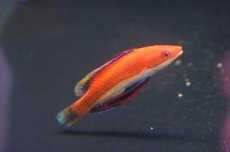 画像3: 【海水魚】ソーシャルフェアリーラス（3匹）±4-5cm(サンプル画像）（生体）(海水魚)（サンゴ） (3)
