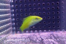 画像1: 【海水魚・ベラ】【通販】ライムラス(1匹)±5-7cm(サンプル画像）（生体）(海水魚)（サンゴ） (1)