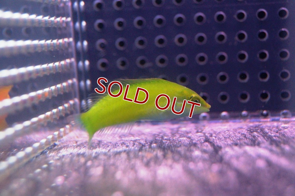 画像2: 【海水魚・ベラ】ライムラス(1匹)±5-7cm(サンプル画像）（生体）(海水魚)（サンゴ） (2)