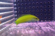 画像2: 【海水魚・ベラ】【通販】ライムラス(1匹)±5-7cm(サンプル画像）（生体）(海水魚)（サンゴ） (2)