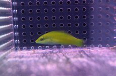 画像3: 【海水魚・ベラ】【通販】ライムラス(1匹)±5-7cm(サンプル画像）（生体）(海水魚)（サンゴ） (3)