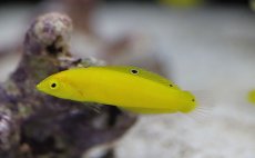 画像1: 【海水魚・ベラ】【通販】コガネキュウセン(1匹)±4-6cm(サンプル画像）（生体）(海水魚)（サンゴ） (1)