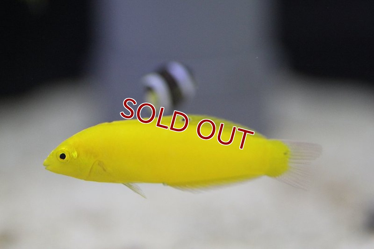 画像3: 【海水魚・ベラ】コガネキュウセン(1匹)±4-6cm(サンプル画像）（生体）(海水魚)（サンゴ） (3)