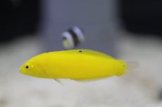 画像3: 【海水魚・ベラ】【通販】コガネキュウセン(1匹)±4-6cm(サンプル画像）（生体）(海水魚)（サンゴ） (3)