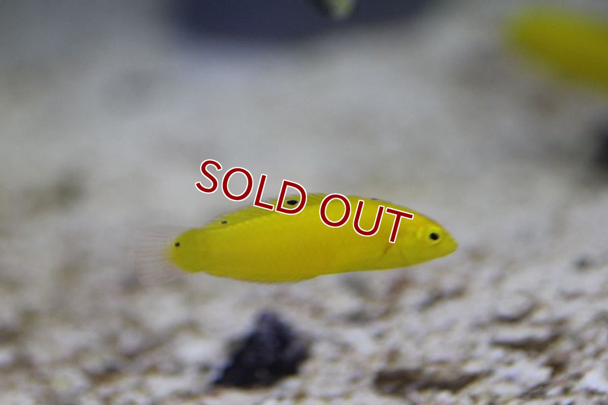 画像2: 【海水魚・ベラ】コガネキュウセン（3匹セット）±4-6cm(サンプル画像）（生体）(海水魚)（サンゴ） (2)