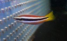 画像2: 【海水魚・ベラ】【通販】イエローテールクリーナーラス(1匹)±4-7cm(サンプル画像）（生体）(海水魚)（サンゴ） (2)