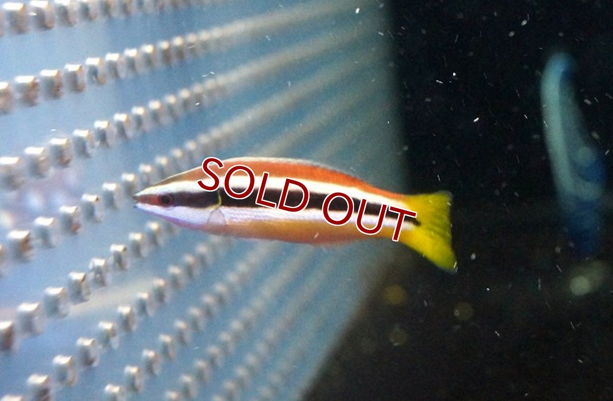 画像3: 【海水魚・ベラ】イエローテールクリーナーラス(1匹)±4-7cm(サンプル画像）（生体）(海水魚)（サンゴ） (3)