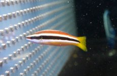 画像3: 【海水魚・ベラ】【通販】イエローテールクリーナーラス(1匹)±4-7cm(サンプル画像）（生体）(海水魚)（サンゴ） (3)