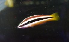 画像1: 【海水魚・ベラ】【通販】イエローテールクリーナーラス（3匹セット）±4-7cm(サンプル画像）（生体）(海水魚)（サンゴ） (1)