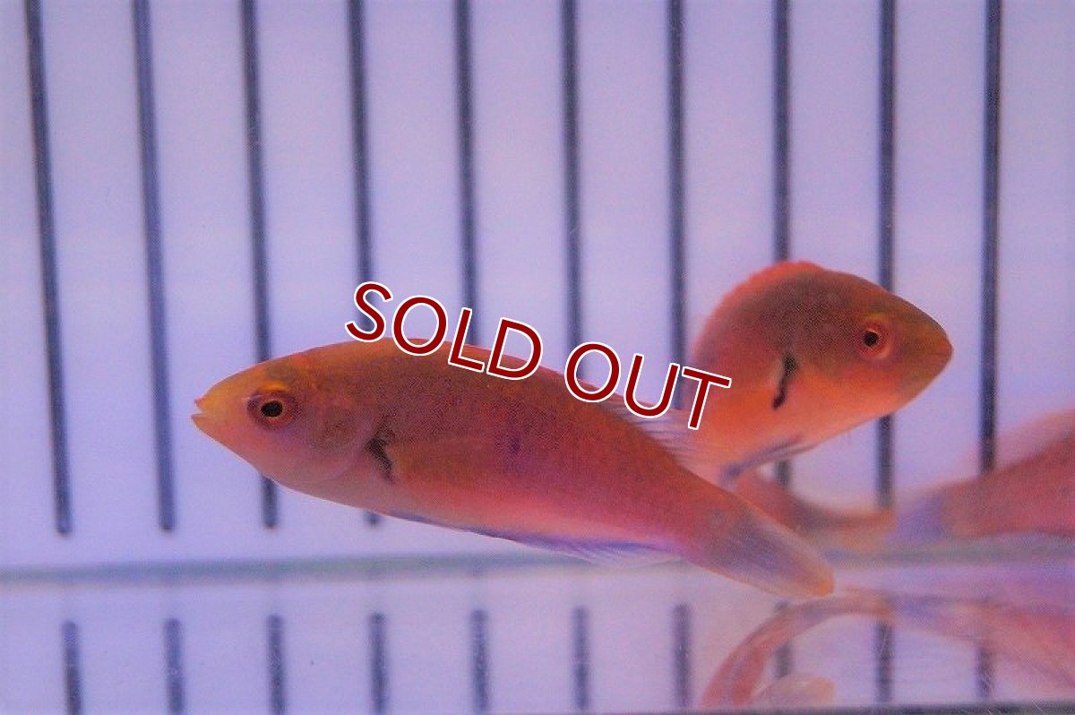 画像3: 【海水魚・ベラ】スカーレットフィンラス(1匹)±4-5cm(サンプル画像）（生体）(海水魚)（サンゴ） (3)