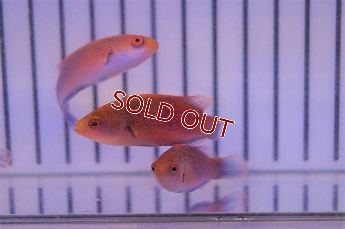 画像4: 【海水魚・ベラ】スカーレットフィンラス(1匹)±4-5cm(サンプル画像）（生体）(海水魚)（サンゴ） (4)