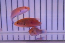 画像4: 【海水魚・ベラ】【通販】スカーレットフィンラス(1匹)±4-5cm(サンプル画像）（生体）(海水魚)（サンゴ） (4)