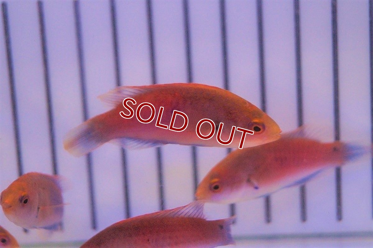 画像2: 【海水魚・ベラ】スカーレットフィンラス（3匹セット）±4-5cm(サンプル画像）（生体）(海水魚)（サンゴ） (2)