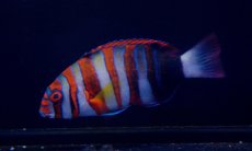 画像1: 【海水魚・ベラ】【通販】シチセンベラ（SM-Mサイズ）(1匹)±8-12cm（生体）(海水魚)（サンゴ） (1)