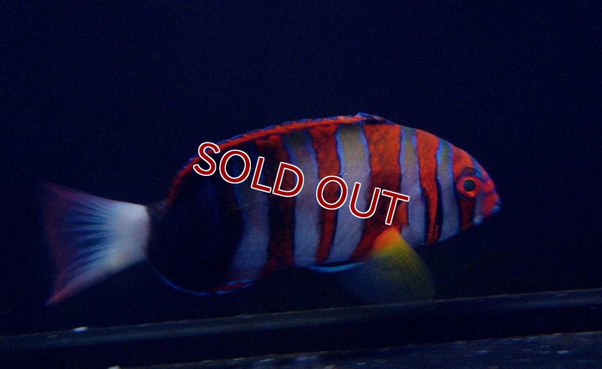 画像2: 【海水魚・ベラ】シチセンベラ（SM-Mサイズ）(1匹)±8-12cm（生体）(海水魚)（サンゴ） (2)