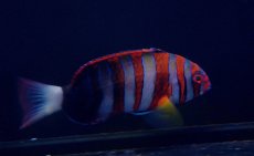 画像2: 【海水魚・ベラ】【通販】シチセンベラ（SM-Mサイズ）(1匹)±8-12cm（生体）(海水魚)（サンゴ） (2)