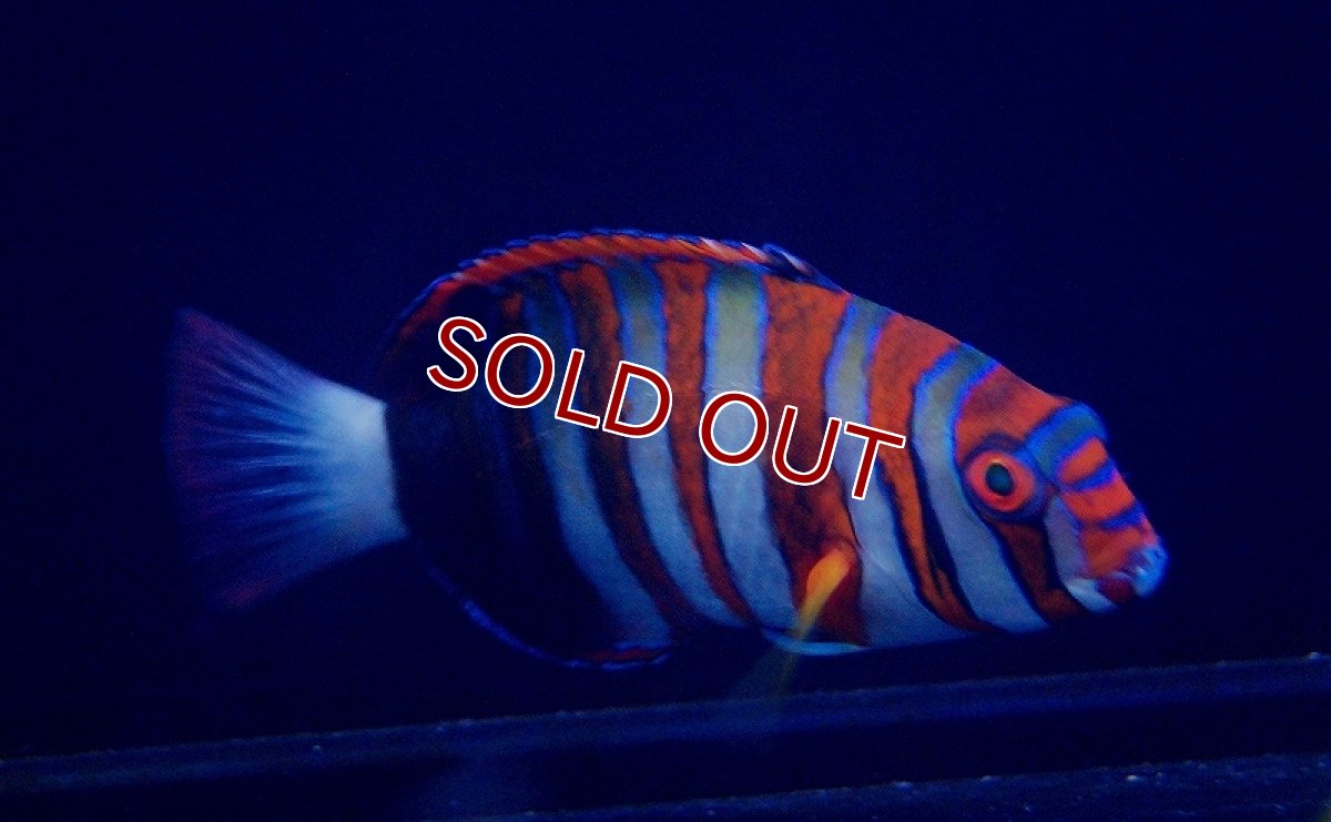 画像3: 【海水魚・ベラ】シチセンベラ（SM-Mサイズ）(1匹)±8-12cm（生体）(海水魚)（サンゴ） (3)