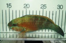 画像1: 【海水魚・ブダイ】【通販】オオモンハゲブダイ(1匹)±15-20ｃｍ（生体）(海水魚)（サンゴ） (1)