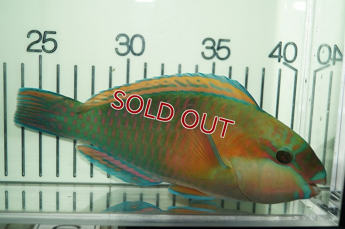 画像2: 【海水魚・ブダイ】オオモンハゲブダイ(1匹)±15-20ｃｍ（生体）(海水魚)（サンゴ） (2)