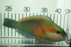 画像2: 【海水魚・ブダイ】【通販】オオモンハゲブダイ(1匹)±15-20ｃｍ（生体）(海水魚)（サンゴ） (2)