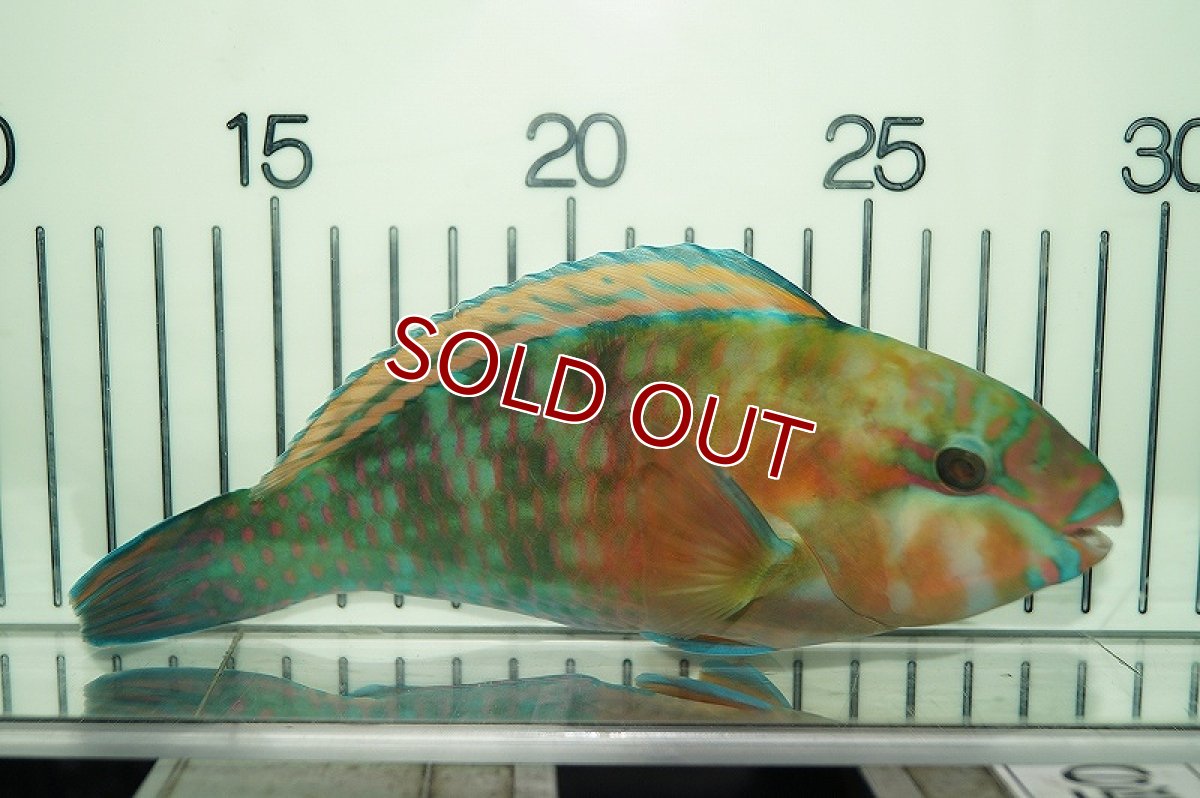 画像3: 【海水魚・ブダイ】オオモンハゲブダイ(1匹)±15-20ｃｍ（生体）(海水魚)（サンゴ） (3)