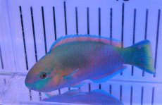 画像1: 【海水魚・ベラ】【通販】レモンブダイ(1匹)±12-15ｃm（生体）(海水魚)（サンゴ） (1)