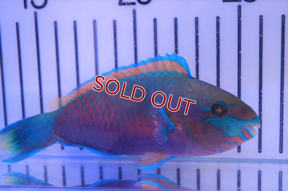 画像2: 【海水魚・ベラ】レモンブダイ(1匹)±12-15ｃm（生体）(海水魚)（サンゴ） (2)