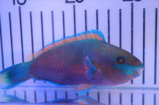 画像2: 【海水魚・ベラ】【通販】レモンブダイ(1匹)±12-15ｃm（生体）(海水魚)（サンゴ） (2)