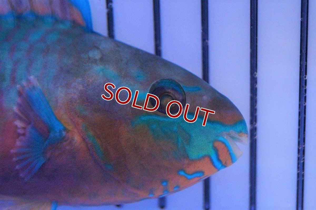 画像3: 【海水魚・ベラ】レモンブダイ(1匹)±12-15ｃm（生体）(海水魚)（サンゴ） (3)