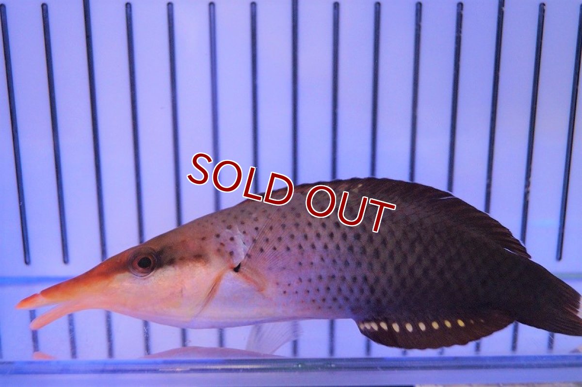 画像1: 【海水魚・ベラ】クギベラ（チョコレートバードラス・♀）(1匹)±12-15ｃm（生体）(海水魚)（サンゴ） (1)
