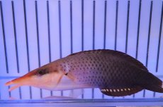 画像1: 【海水魚・ベラ】【通販】クギベラ（チョコレートバードラス・♀）(1匹)±12-15ｃm（生体）(海水魚)（サンゴ） (1)