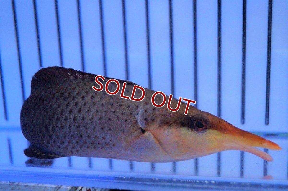 画像2: 【海水魚・ベラ】クギベラ（チョコレートバードラス・♀）(1匹)±12-15ｃm（生体）(海水魚)（サンゴ） (2)