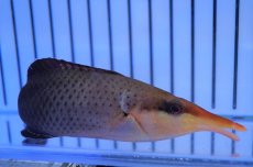 画像2: 【海水魚・ベラ】【通販】クギベラ（チョコレートバードラス・♀）(1匹)±12-15ｃm（生体）(海水魚)（サンゴ） (2)