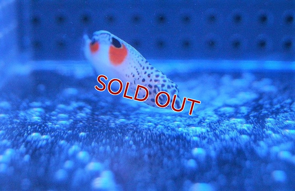 画像2: 【海水魚・ベラ】カンムリベラ（幼魚）±4-6cm(サンプル画像）（生体）(海水魚)（サンゴ） (2)