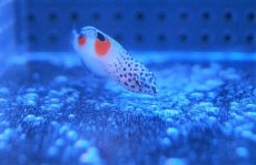 画像2: 【海水魚・ベラ】【通販】カンムリベラ（幼魚）±4-6cm(サンプル画像）（生体）(海水魚)（サンゴ） (2)