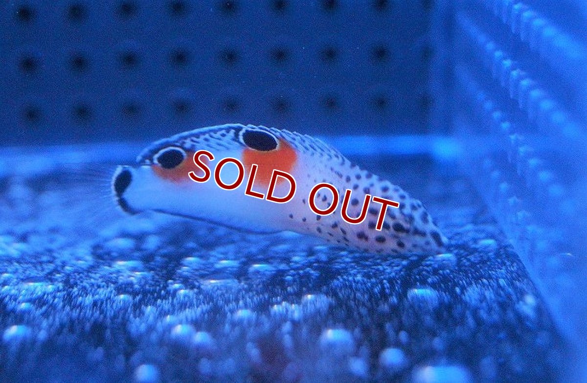 画像3: 【海水魚・ベラ】カンムリベラ（幼魚）±4-6cm(サンプル画像）（生体）(海水魚)（サンゴ） (3)