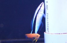 画像1: 【海水魚・ベラ】【通販】ホンソメワケベラ （L-XLサイズ）(1匹)±7-9cm (サンプル画像）（生体）(海水魚)（サンゴ）20201005 (1)