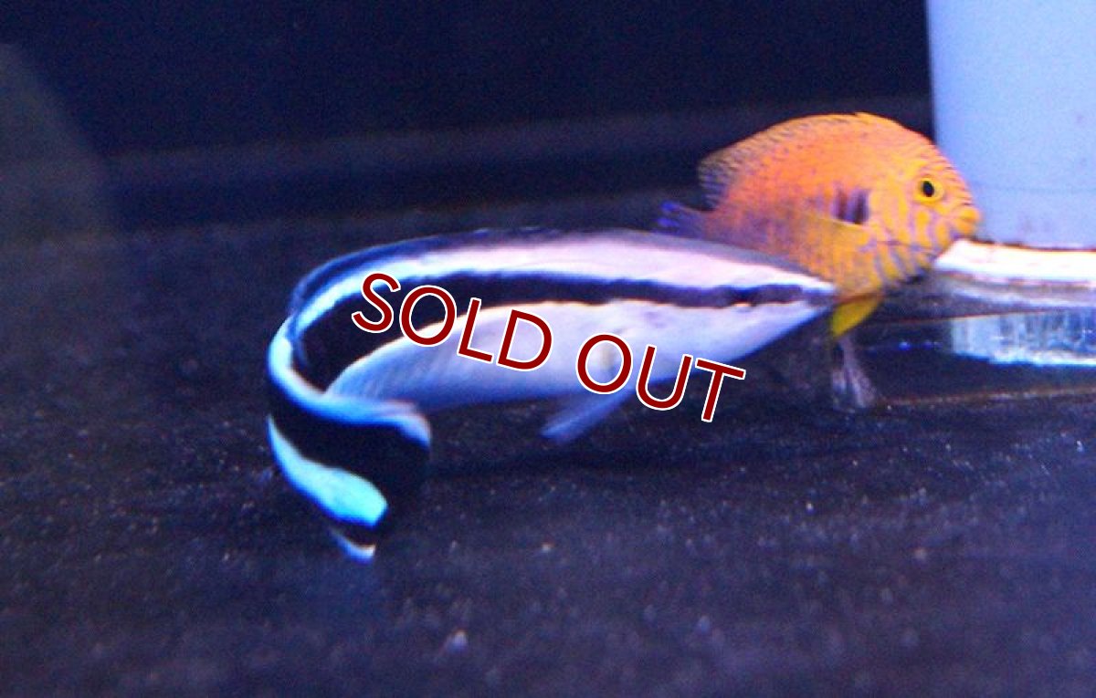 画像2: 【海水魚・ベラ】ホンソメワケベラ （L-XLサイズ）(1匹)±7-9cm (サンプル画像）（生体）(海水魚)（サンゴ） (2)