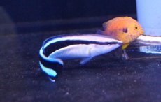 画像2: 【海水魚・ベラ】【通販】ホンソメワケベラ （L-XLサイズ）(1匹)±7-9cm (サンプル画像）（生体）(海水魚)（サンゴ）20201005 (2)