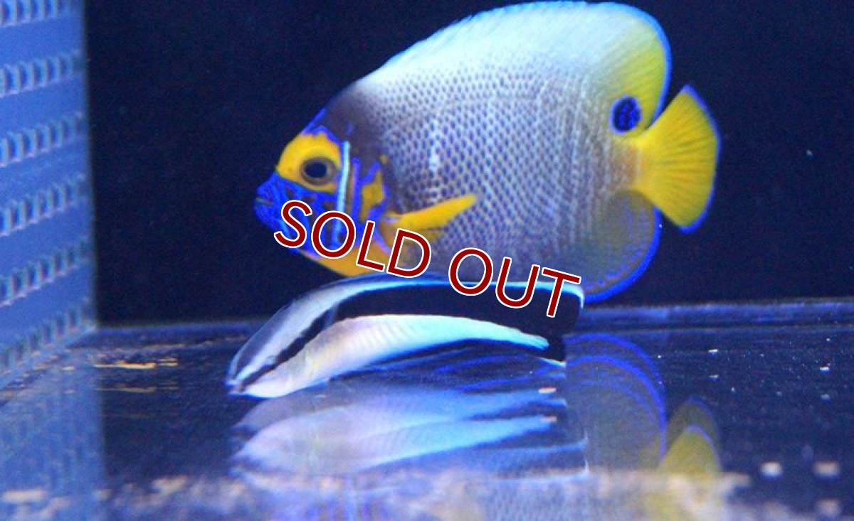 画像3: 【海水魚・ベラ】ホンソメワケベラ （L-XLサイズ）(1匹)±7-9cm (サンプル画像）（生体）(海水魚)（サンゴ） (3)