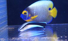 画像3: 【海水魚・ベラ】【通販】ホンソメワケベラ （L-XLサイズ）(1匹)±7-9cm (サンプル画像）（生体）(海水魚)（サンゴ）20201005 (3)