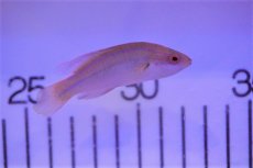 画像1: 【海水魚・ベラ】【通販】ブルーテールフェアリーラス(1匹)±5-6cm (サンプル画像）（生体）(海水魚)（サンゴ） (1)