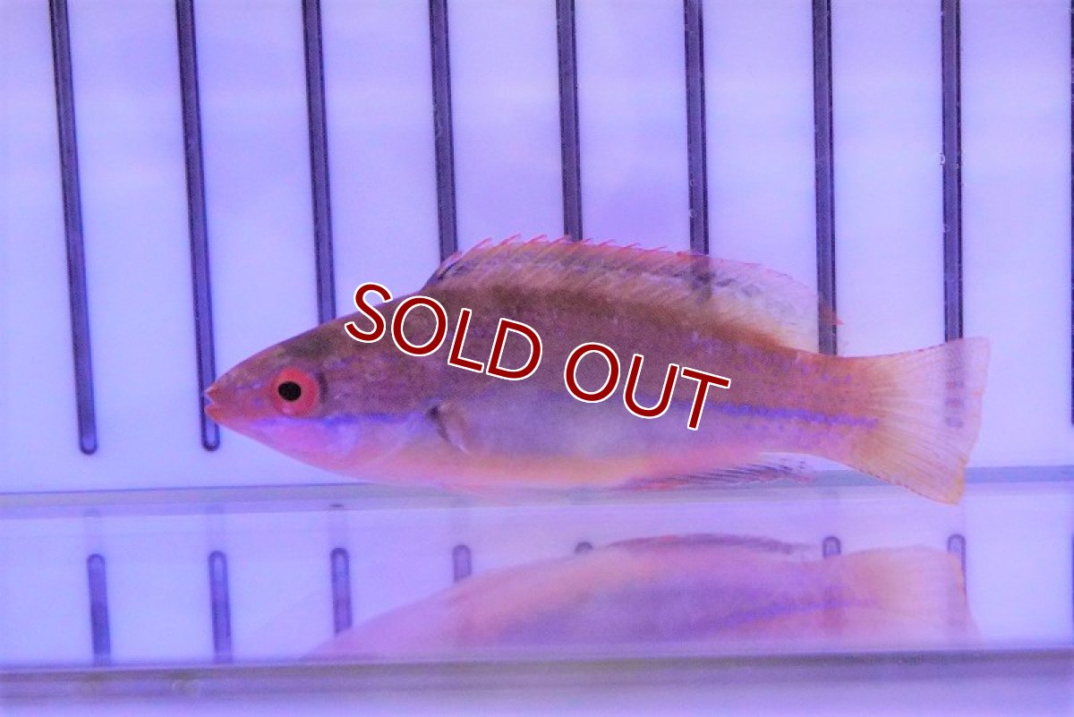 画像2: 【海水魚・ベラ】ブルーテールフェアリーラス(1匹)±5-6cm (サンプル画像）（生体）(海水魚)（サンゴ） (2)