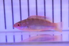 画像2: 【海水魚・ベラ】【通販】ブルーテールフェアリーラス(1匹)±5-6cm (サンプル画像）（生体）(海水魚)（サンゴ） (2)