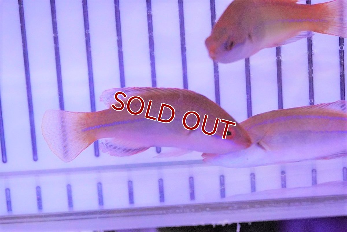 画像3: 【海水魚・ベラ】ブルーテールフェアリーラス(1匹)±5-6cm (サンプル画像）（生体）(海水魚)（サンゴ） (3)