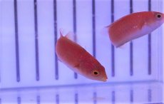 画像1: 【海水魚・ベラ】【通販】ルソンイトヒキベラ(1匹)±4-5cm(サンプル画像）（生体）(海水魚)（サンゴ） (1)